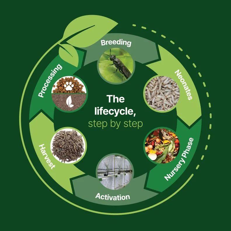 The life cycle diagram showing the step by step guide