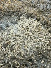 Black solder fly larvae