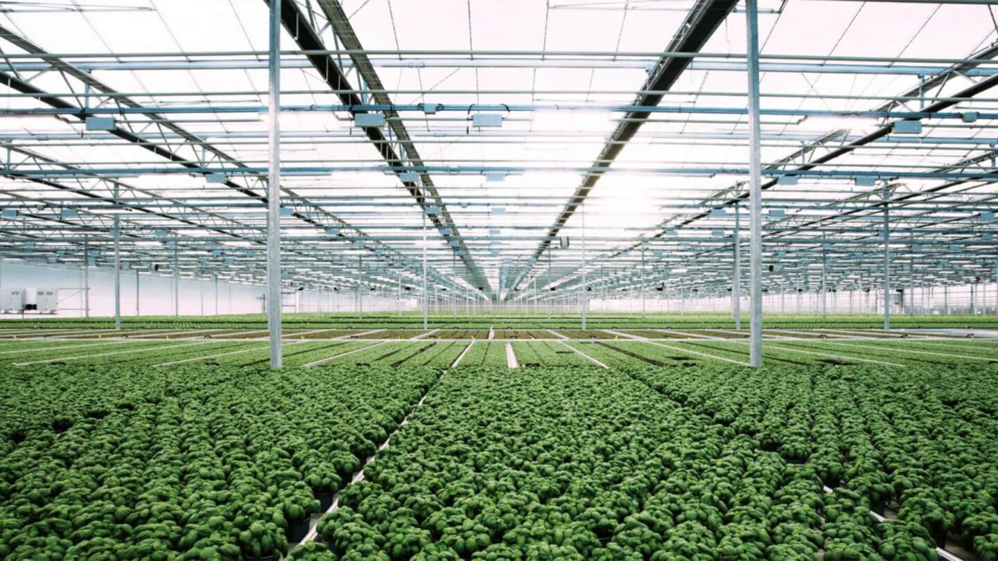 Inside the greenhouse