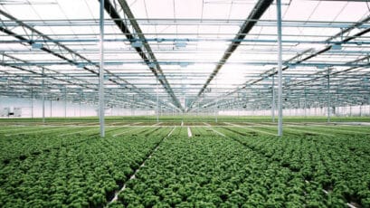 Inside the greenhouse