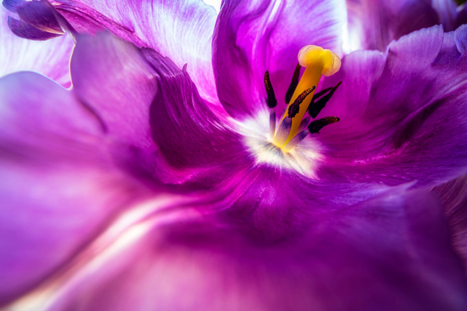 close up of the centre of a purple flower