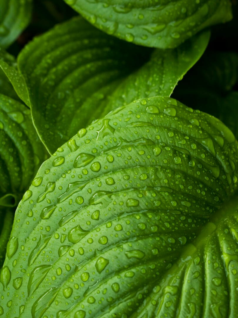 green leaves with water droplets covering the surfaces